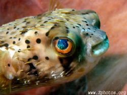 Balloonfish simply have the coolest eyes by Zaid Fadul 